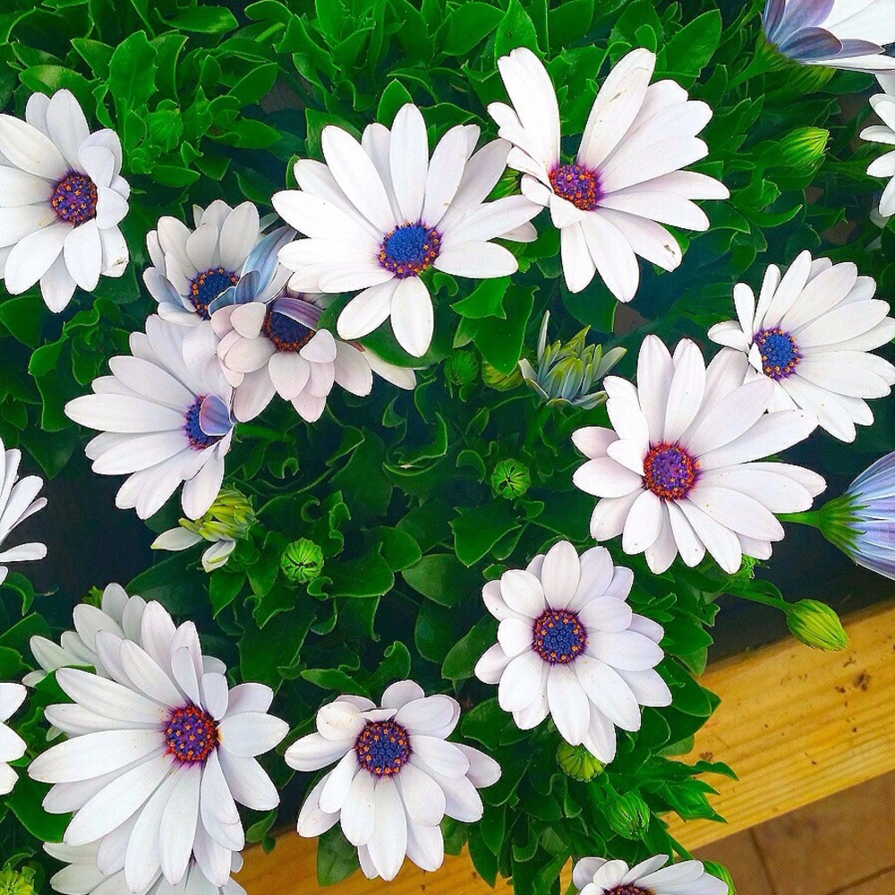 Meet your Posher, Odiane